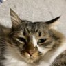 392@ロマサガRS勢 profil fotoğrafı