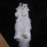 まみいぽこ's profile picture