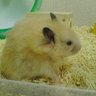 hamu profil fotoğrafı