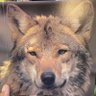 kyoken60 profil fotoğrafı