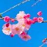 らて's profile picture