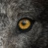 Wolfman's profile picture
