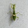 Фото профиля Ćaŕi Ţaĥu
