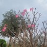 Фото профиля سبحان الله وبحمده .سبحان الله العظيم