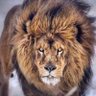 ويلان✨ profil fotoğrafı
