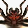 Фото профиля Funnel web (AKA Kerry Cox)