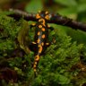 Фото профиля Кошеня, що гуляє само по собі