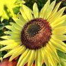 Soulfully Sowing Seeds 🌻 profil fotoğrafı