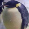 Bababoi profil fotoğrafı