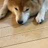 れもぴぽ profil fotoğrafı