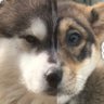 後光烈風神犬真證's profile picture