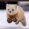 くましゃん 的头像