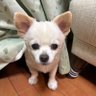 チェリーママ profil fotoğrafı