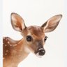 WetCoaster's profile picture