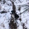 JuDog 的头像