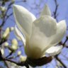 Фото профиля 🍀 癒しの花と森研究所 🍀写真&ドラマ&作画も！