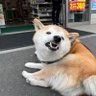 shibainumania 的头像