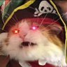 Toxic Maxi Cat 13%er profil fotoğrafı
