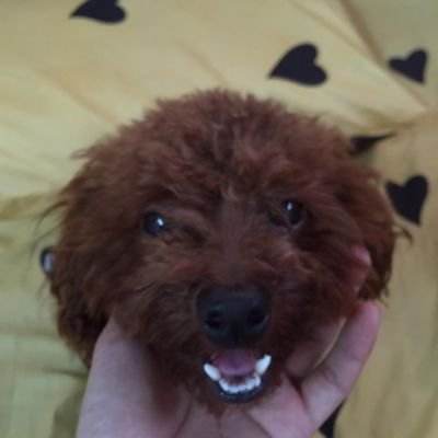 nganpham2504's profile picture