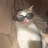 Profilbild von dorl