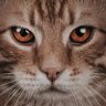 Profilbild von Eletttra