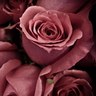 Фото профиля eman abdelhamed