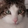 Fluffnstff profil fotoğrafı