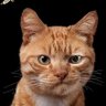 Vergobret 2 profil fotoğrafı