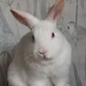 Warren Of Rabbit Holes's profile picture