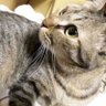 Profilbild von 野良猫K