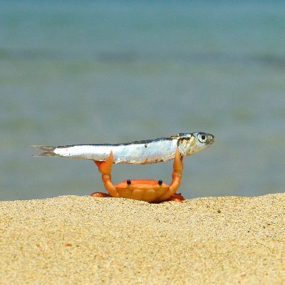 FishInTheNews's profile picture