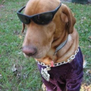 cn1Licale's profile picture