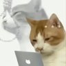 小猫重度依赖's profile picture