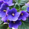 Фото профиля Patricia Flores