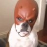 Фото профиля DareDevilDog