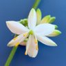 Фото профиля みっこ