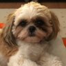 Фото профиля 🩵マコ　犬って最高🩷