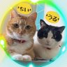 Profilbild von 🐈🐾ちいちいうるうる🐈🐾