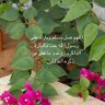 Фото профиля ابوناصر الحازمي