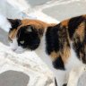 猫 的头像