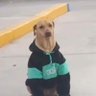 perrito con estilo🐕 profil fotoğrafı