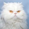 あえるさん profil fotoğrafı