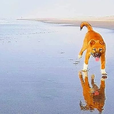 lalasea🌊's profile picture