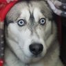 BATB's profile picture