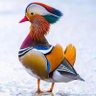 Profilbild von Alveni