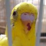 Фото профиля Yasutin🐤