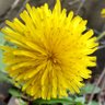 Dandelion's profile picture