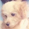 オンブラ🐬's profile picture