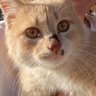 Profilbild von Саркастическая крыся
