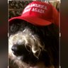 jeanie hendrickson's profile picture